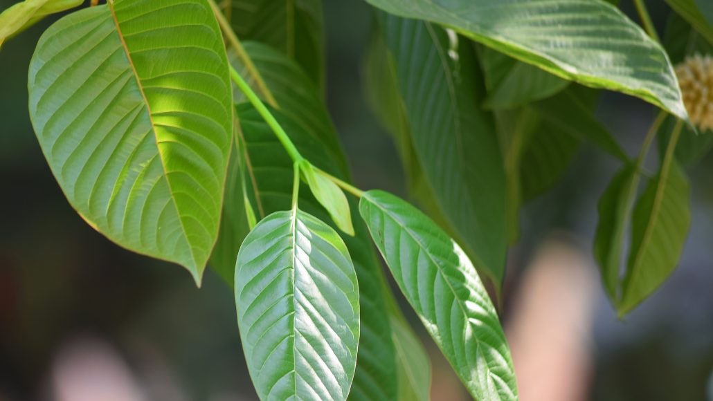 (FLORA) Your Online Guide to Kratom (Mitragyna speciosa)