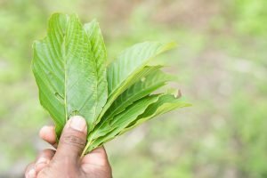 (Preparation & Use / Dosage) Kratom leaves