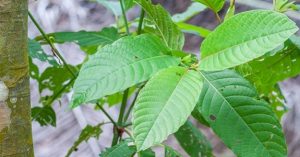 Kratom leaves