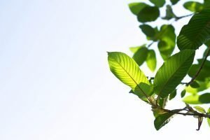 (Flora) Kratom leaves