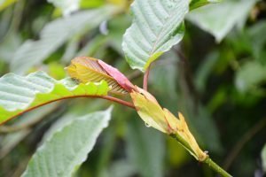 (Flora) Mitragyna Speciosa